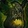 Oakheart's Puny Quods Icon