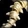 Naj'entus's Vertebrae Icon