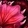 Joy of Spring Icon