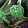 Recurrent Ritual Icon